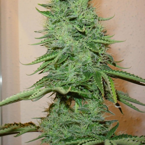 Big Bud Feminised (поштучно) семена конопли: фото, характеристики, отзывы, описание Big Bud Feminised (поштучно) семена конопли: фото, характеристики, отзывы, описание