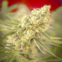 Lennon Feminised (поштучно) семена конопли: фото, характеристики, отзывы, описание