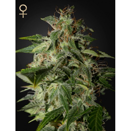 Afgooey Feminised семена конопли: фото, характеристики, отзывы, описание