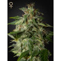 Afgooey Feminised семена конопли: фото, характеристики, отзывы, описание