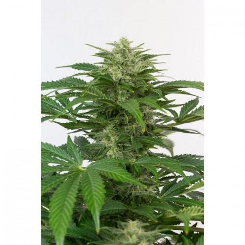 Auto Haze CBD Feminised насіння конопель: фото, характеристики, відгуки, опис