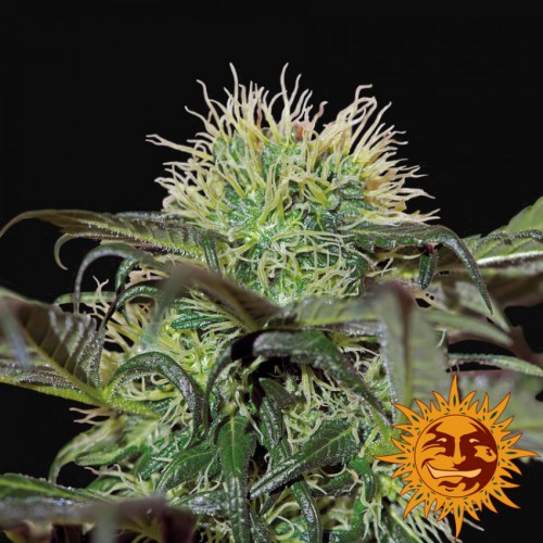 Bad Azz Kush feminized насіння конопель: фото, характеристики, відгуки, опис