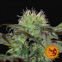 Bad Azz Kush feminized насіння конопель: фото, характеристики, відгуки, опис