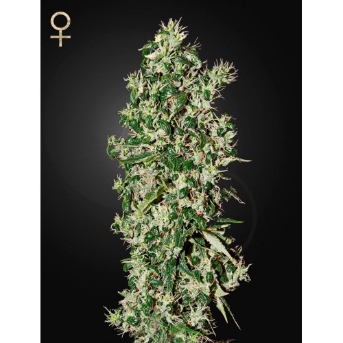 Big Tooth Feminised семена конопли: фото, характеристики, отзывы, описание Big Tooth Feminised семена конопли: фото, характеристики, отзывы, описание