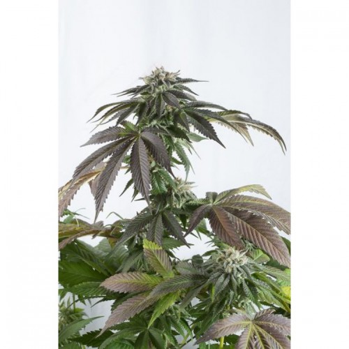 Bubba Kush CBD Feminised насіння конопель: фото, характеристики, відгуки, опис Bubba Kush CBD Feminised насіння конопель: фото, характеристики, відгуки, опис