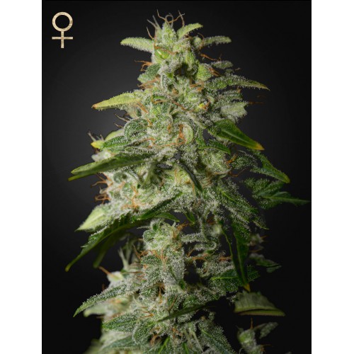 Money Maker Feminised семена конопли: фото, характеристики, отзывы, описание