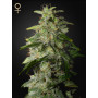 Money Maker Feminised семена конопли: фото, характеристики, отзывы, описание