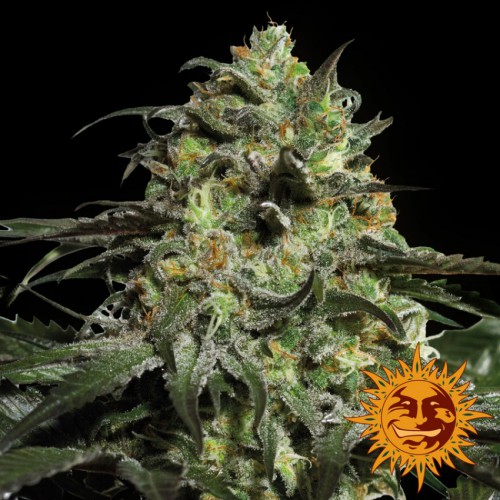Peyote Cookies Feminised насіння конопель: фото, характеристики, відгуки, опис Peyote Cookies Feminised насіння конопель: фото, характеристики, відгуки, опис
