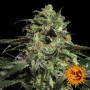 Peyote Cookies Feminised насіння конопель: фото, характеристики, відгуки, опис Peyote Cookies Feminised насіння конопель: фото, характеристики, відгуки, опис