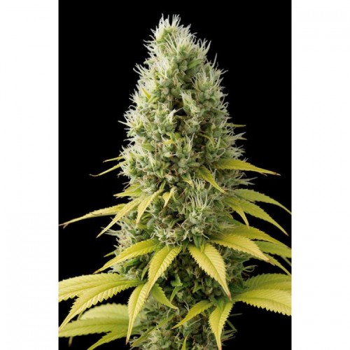 Shark Shock CBD Feminised насіння конопель: фото, характеристики, відгуки, опис