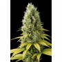 Shark Shock CBD Feminised насіння конопель: фото, характеристики, відгуки, опис