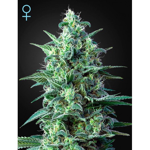 Auto White Widow CBD Feminised семена конопли: фото, характеристики, отзывы, описание