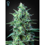 Auto White Widow CBD Feminised семена конопли: фото, характеристики, отзывы, описание