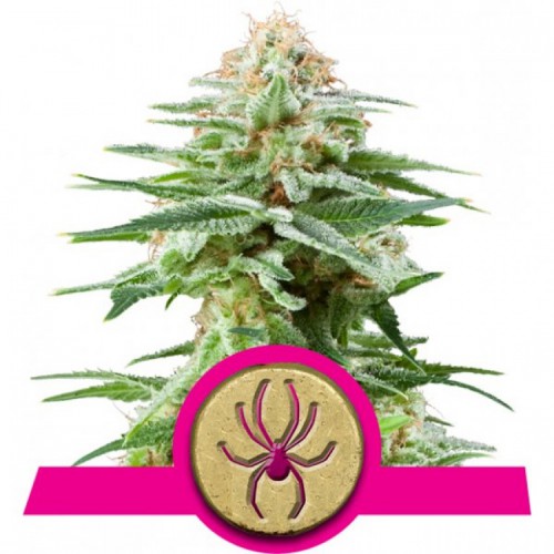 White Widow Feminised семена конопли: фото, характеристики, отзывы, описание White Widow Feminised семена конопли: фото, характеристики, отзывы, описание