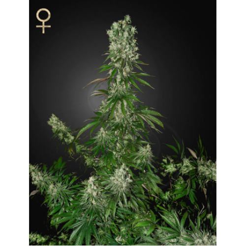 White Strawberry Skunk Feminised	 семена конопли: фото, характеристики, отзывы, описание White Strawberry Skunk Feminised	 семена конопли: фото, характеристики, отзывы, описание