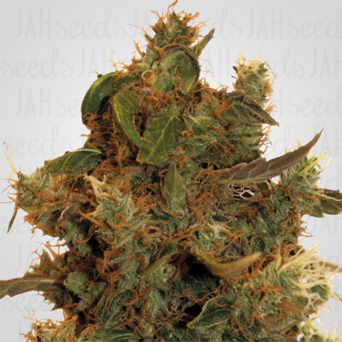 8 Ball Kush Feminised семена конопли: фото, характеристики, отзывы, описание 8 Ball Kush Feminised семена конопли: фото, характеристики, отзывы, описание
