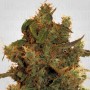 8 Ball Kush Feminised семена конопли: фото, характеристики, отзывы, описание 8 Ball Kush Feminised семена конопли: фото, характеристики, отзывы, описание