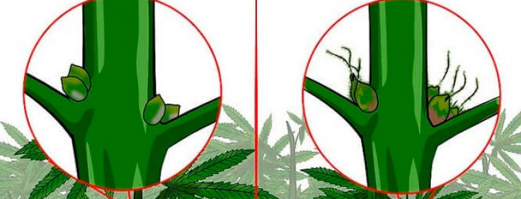 Как понять пол конопли? 