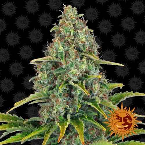 Auto Blueberry Cheese Feminised насіння конопель: фото, характеристики, відгуки, опис Auto Blueberry Cheese Feminised насіння конопель: фото, характеристики, відгуки, опис