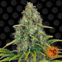 Auto Blueberry Cheese Feminised насіння конопель: фото, характеристики, відгуки, опис Auto Blueberry Cheese Feminised насіння конопель: фото, характеристики, відгуки, опис