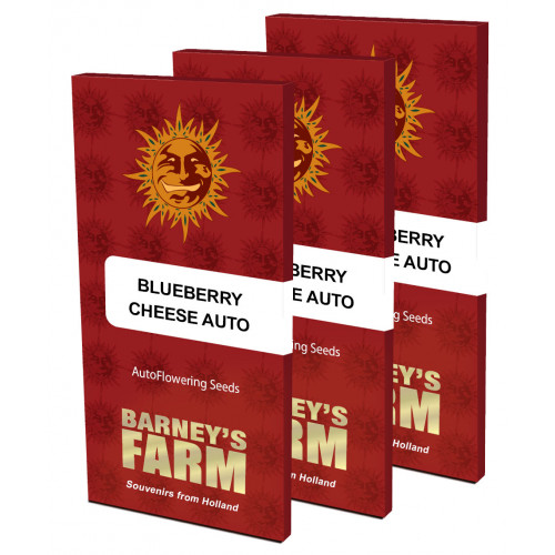 Auto Blueberry Cheese Feminised насіння конопель: фото, характеристики, відгуки, опис Auto Blueberry Cheese Feminised насіння конопель: фото, характеристики, відгуки, опис