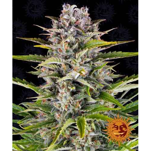 Auto Gorilla Zkittlez семена конопли: фото, характеристики, отзывы, описание Auto Gorilla Zkittlez семена конопли: фото, характеристики, отзывы, описание