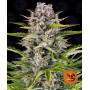 Auto Gorilla Zkittlez семена конопли: фото, характеристики, отзывы, описание Auto Gorilla Zkittlez семена конопли: фото, характеристики, отзывы, описание