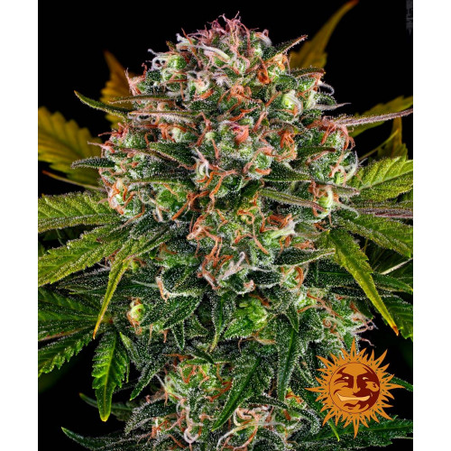 Auto Strawberry Cheesecake  семена конопли: фото, характеристики, отзывы, описание