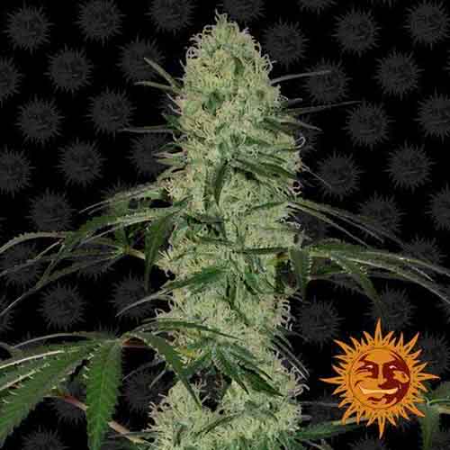 Auto Tangerine Dream  семена конопли: фото, характеристики, отзывы, описание Auto Tangerine Dream  семена конопли: фото, характеристики, отзывы, описание