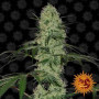 Auto Tangerine Dream  семена конопли: фото, характеристики, отзывы, описание Auto Tangerine Dream  семена конопли: фото, характеристики, отзывы, описание
