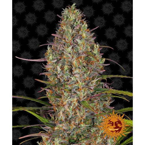 Auto Glue Gelato семена конопли: фото, характеристики, отзывы, описание Auto Glue Gelato семена конопли: фото, характеристики, отзывы, описание