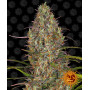 Auto Glue Gelato семена конопли: фото, характеристики, отзывы, описание Auto Glue Gelato семена конопли: фото, характеристики, отзывы, описание