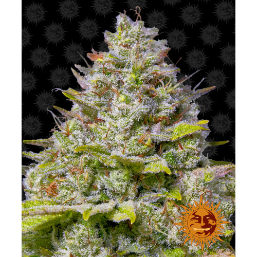 Blue Gelato 41 семена конопли: фото, характеристики, отзывы, описание Blue Gelato 41 семена конопли: фото, характеристики, отзывы, описание