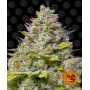 Blue Gelato 41 семена конопли: фото, характеристики, отзывы, описание Blue Gelato 41 семена конопли: фото, характеристики, отзывы, описание