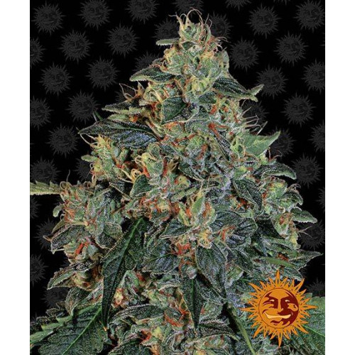 Blueberry OG семена конопли: фото, характеристики, отзывы, описание