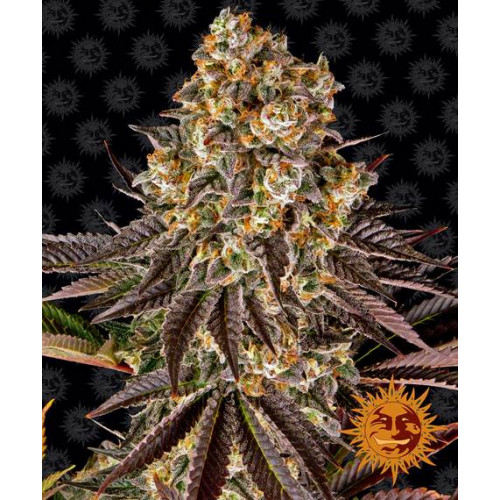 Gelato 45 насіння конопель: фото, характеристики, відгуки, опис