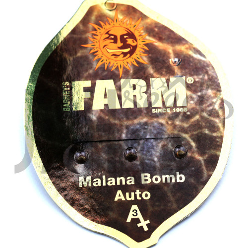 Auto Malana Bomb Feminised семена конопли: фото, характеристики, отзывы, описание