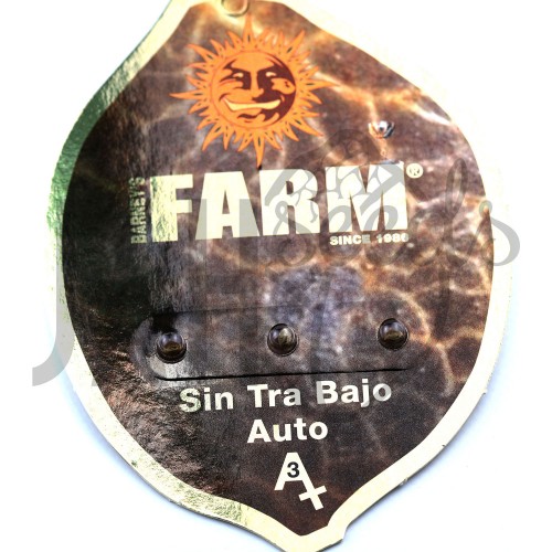 Auto Sin Tra Bajo Feminised семена конопли: фото, характеристики, отзывы, описание