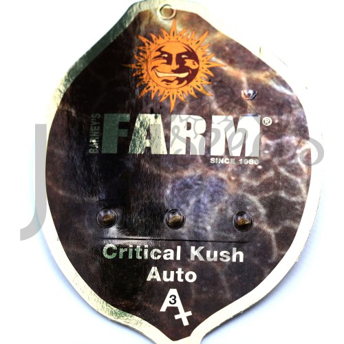 Auto Critical Kush Feminised насіння конопель: фото, характеристики, відгуки, опис