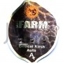 Auto Critical Kush Feminised насіння конопель: фото, характеристики, відгуки, опис
