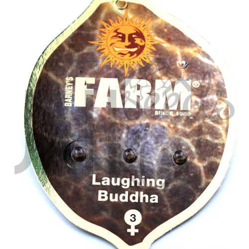 Laughing Buddha Feminised насіння конопель: фото, характеристики, відгуки, опис