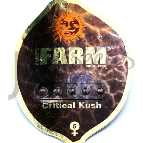 Critical Kush Feminised семена конопли: фото, характеристики, отзывы, описание