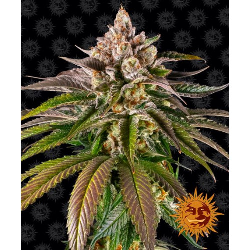 Kush Mintz семена конопли: фото, характеристики, отзывы, описание