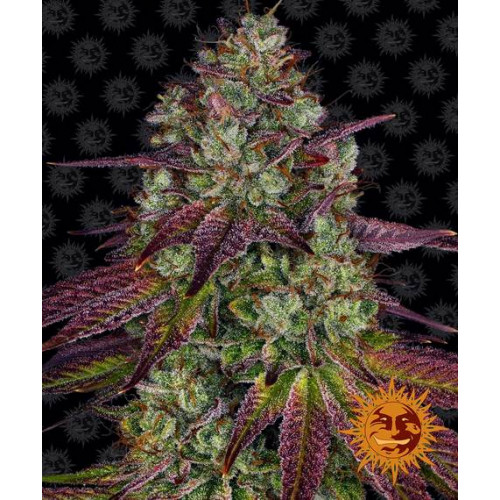 Mimosa EVO насіння конопель: фото, характеристики, відгуки, опис