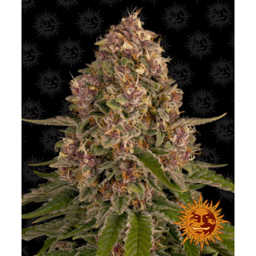 Pink Kush семена конопли: фото, характеристики, отзывы, описание