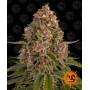 Pink Kush семена конопли: фото, характеристики, отзывы, описание