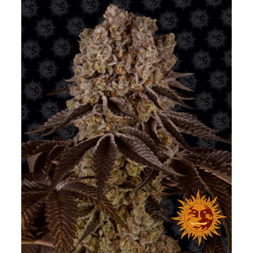 Purple Punch насіння конопель: фото, характеристики, відгуки, опис