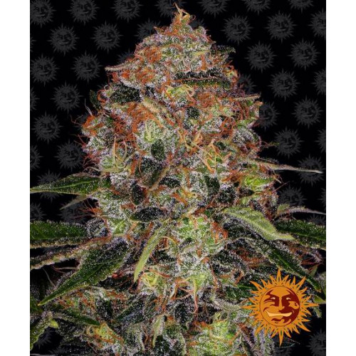 Shiskaberry насіння конопель: фото, характеристики, відгуки, опис