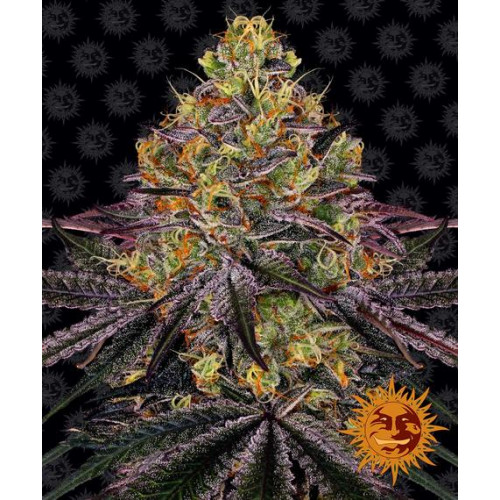 Watermelon Zkittlez насіння конопель: фото, характеристики, відгуки, опис