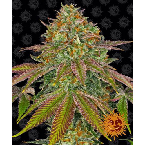 Wedding Cake насіння конопель: фото, характеристики, відгуки, опис